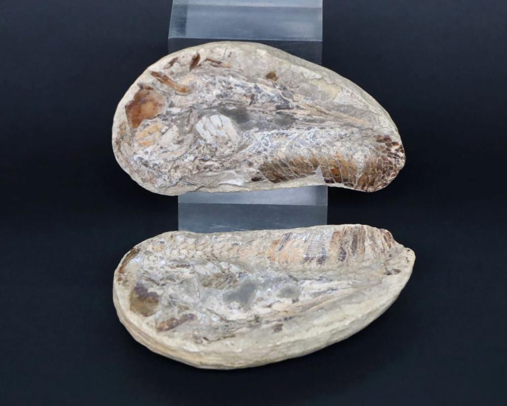 Jean Marie Carzou comparable auction result: coupe longitudinale en deux parties d un poisson fossile avec gangue