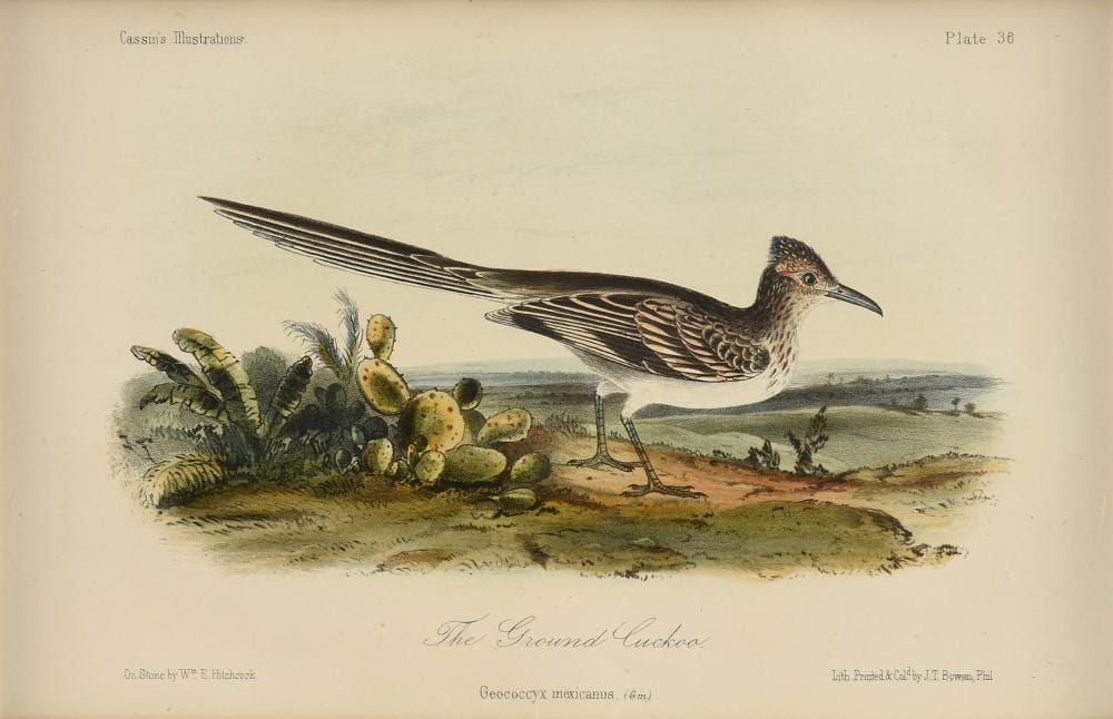 john cassin american 1813 1869 a print the ground cuckoo texas roadrunner philadelphia circa 1856 · Simpson Galleries, LLC · 2020-06-07 John Cassin comparable auction result: john cassin american 1813 1869 a print the ground cuckoo texas roadrunner philadelphia circa 1856