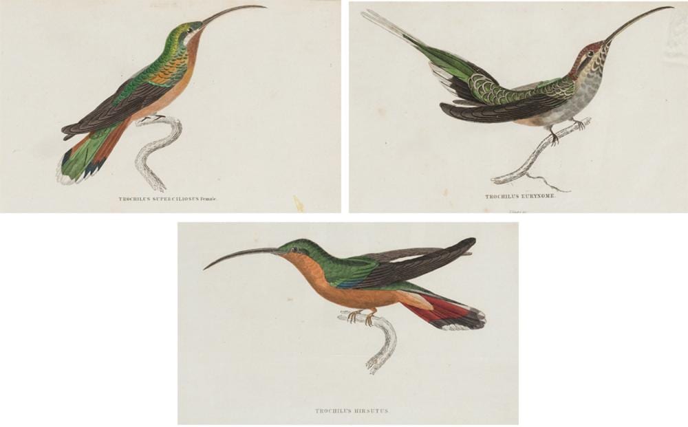 William Home Lizars comparable auction result: william home lizars seis variedades de colibries y p jaros mosca