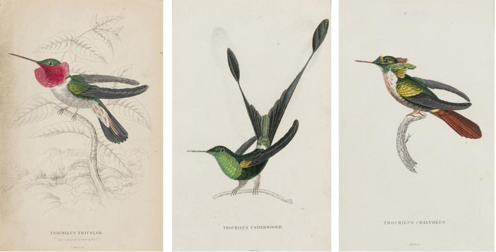 William Home Lizars comparable auction result: william home lizars seis variedades de colibries y p jaros mosca