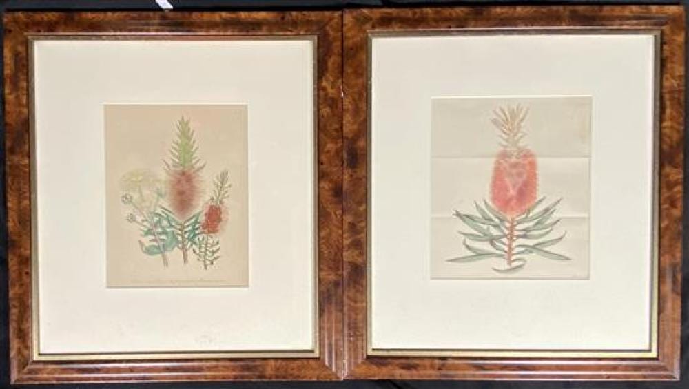 Jane Webb Loudon comparable auction result: jane webb loudon 1807 1858 britian 1 callistemon macrostachyum 2 angophora cordifolia 3 metrosideros speciosa pl 30 c 1850s