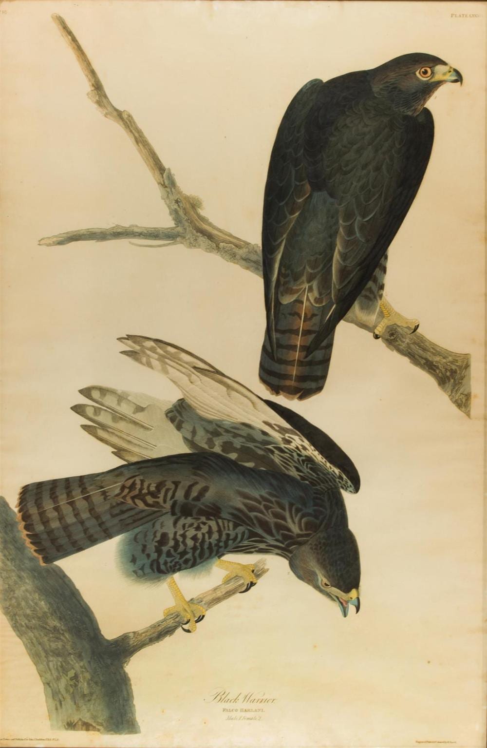 Print, John James Audubon sold by Clars Auctions, lot 2269 — auction record photograph