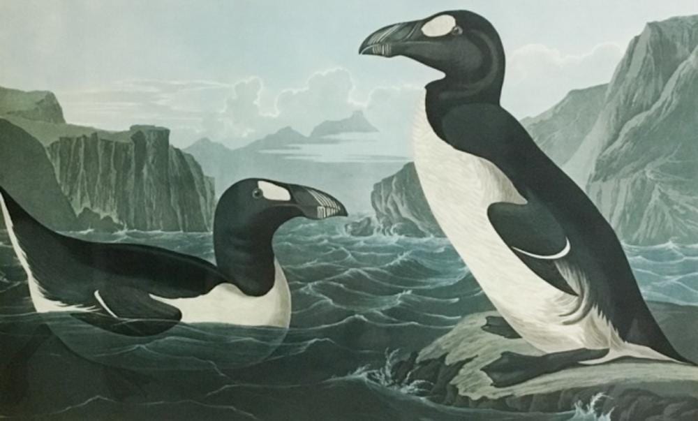 John James Audubon Print Great Auk sold by Curated Estates, lot 193 — auction record photograph