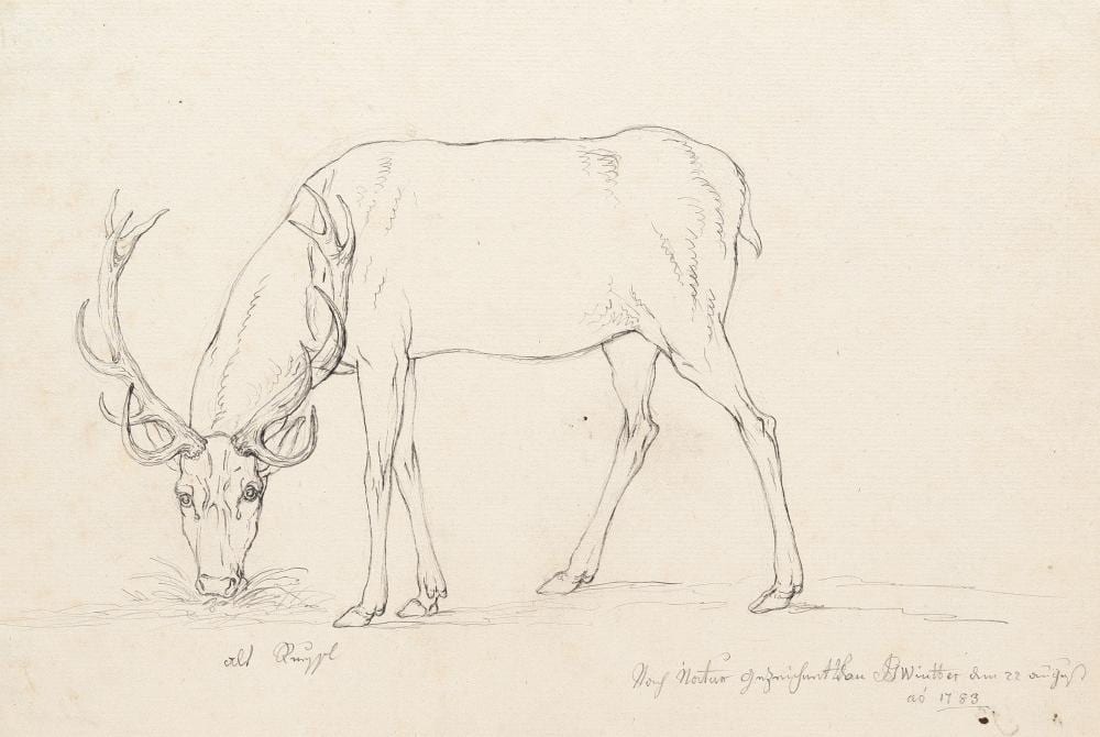 Joseph Georg Winter comparable auction result: joseph georg winter 2 bll hirsche im m nchner hirschgarten