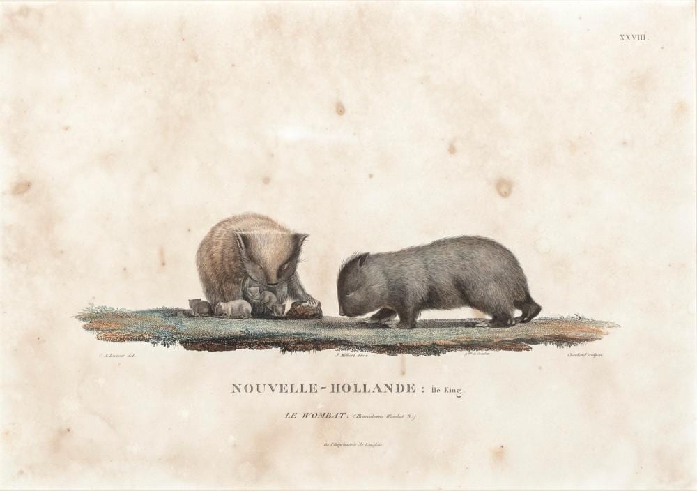 Charles Alexandre Lesueur comparable auction result: charles alexandre lesueur 1778 1846 nouvelle hollande le wombat king island wombat 20 5 x 29 5 cm frame 41 x 49 x 3 cm