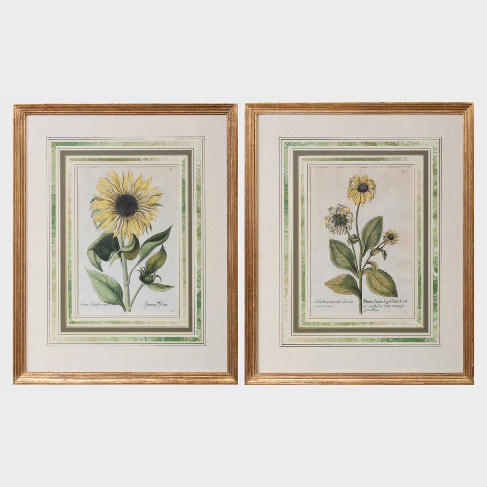 Georg Wolfgang Knorr comparable auction result: georg wolfgang knorr 1705 1761 corona solis flor and obeliscotheca integri folia radio aureo