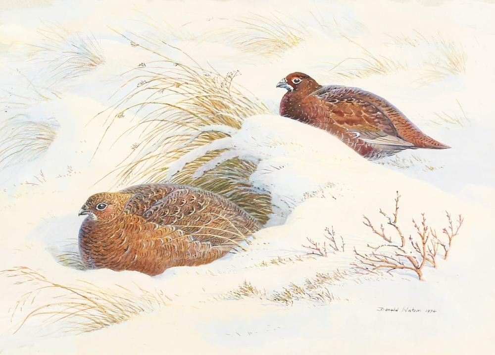 Donald (1918) Watson comparable auction result: donald watson 1918 2005 british pair of red grouse sheltering watercolour signed and dated 1974 13 x