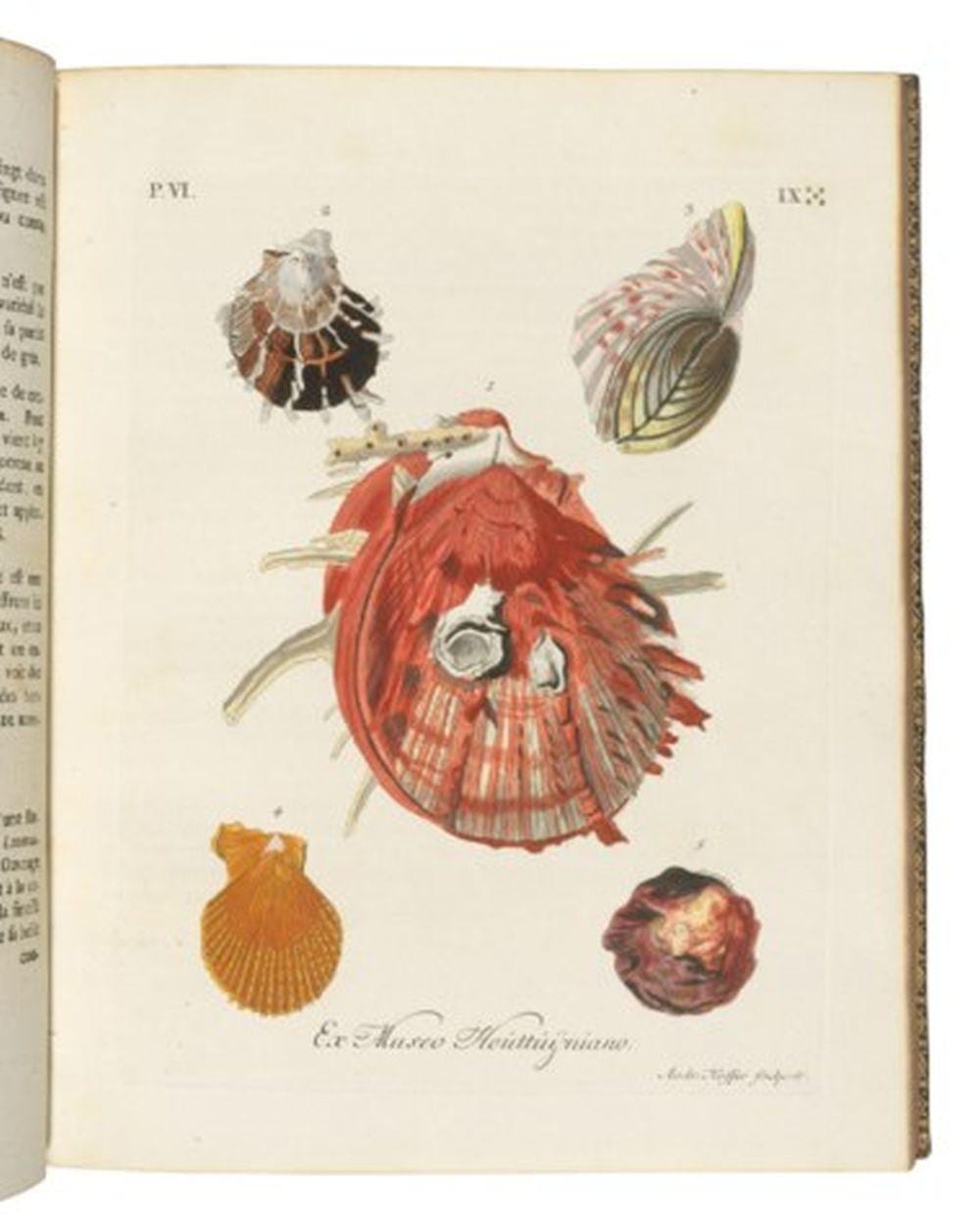 Georg Wolfgang Knorr comparable auction result: georg wolfgang knorr 1705 1761 les d lices des yeux et de l esprit ou collection g n rale des diff rentes