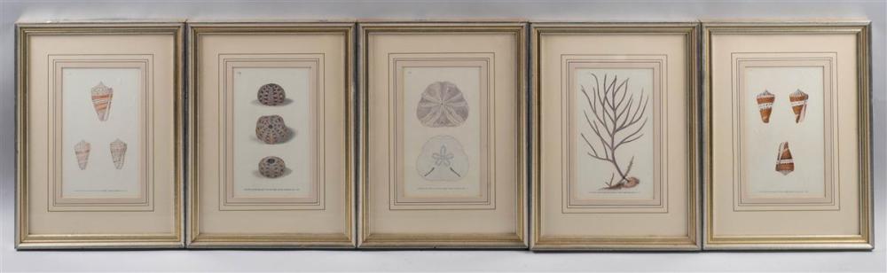 Edward Donovan comparable auction result: edward donovan british 1768 1837 a group of five marine engravings of shells engraving 8 1 4 x 5 in sight