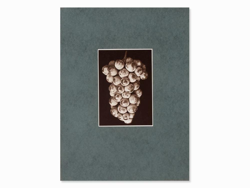 fred koch grape vine gelatin silver print germany 1920s · Amadeus Auction · 2021-03-07 Fred Koch comparable auction result: fred koch grape vine gelatin silver print germany 1920s