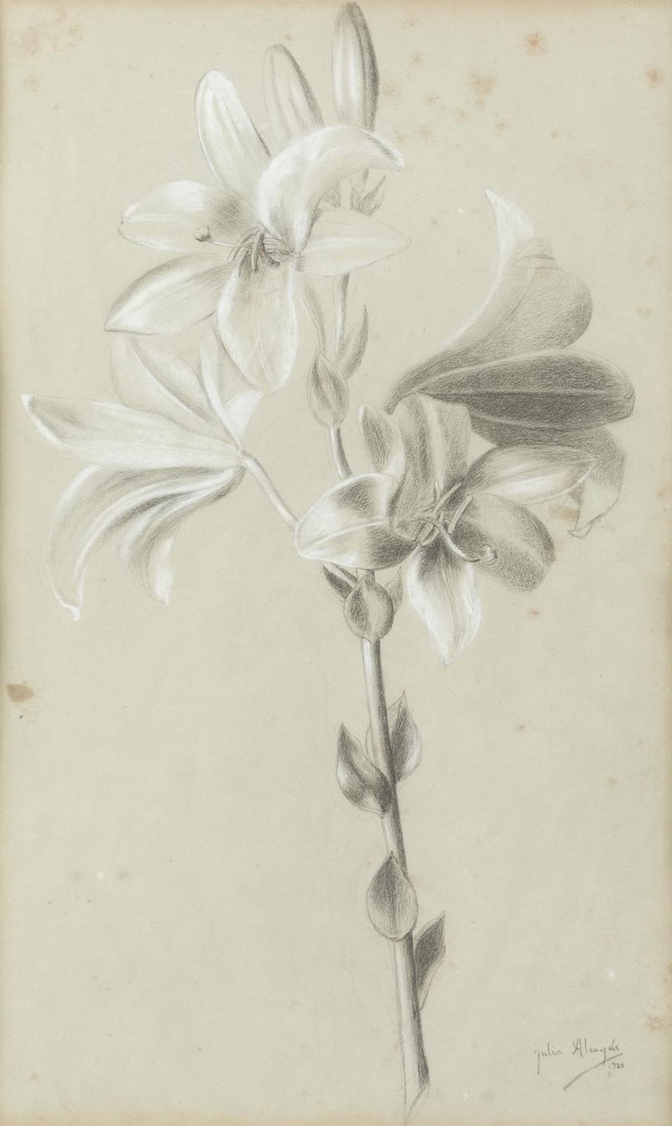 julia alcayde 1885 1939 flower 1920 · Ansorena · 2021-03-03 Julia Alcayde comparable auction result: julia alcayde 1885 1939 flower 1920