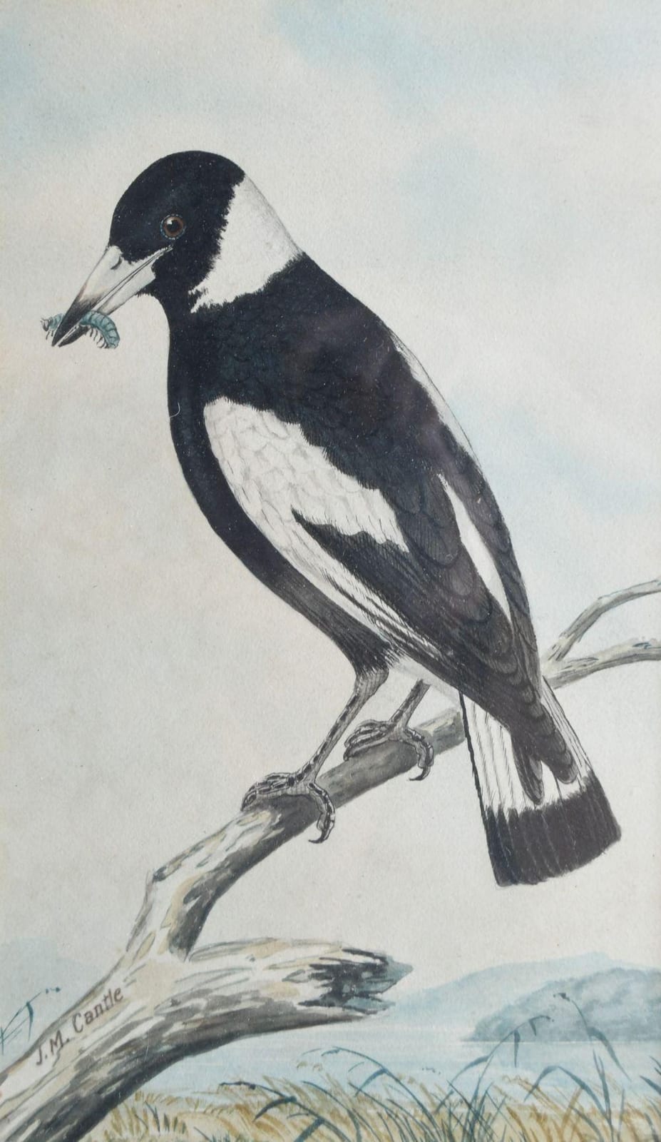 John Mitchell Cantle comparable auction result: john mitchell cantle 1849 1919 magpie on branch