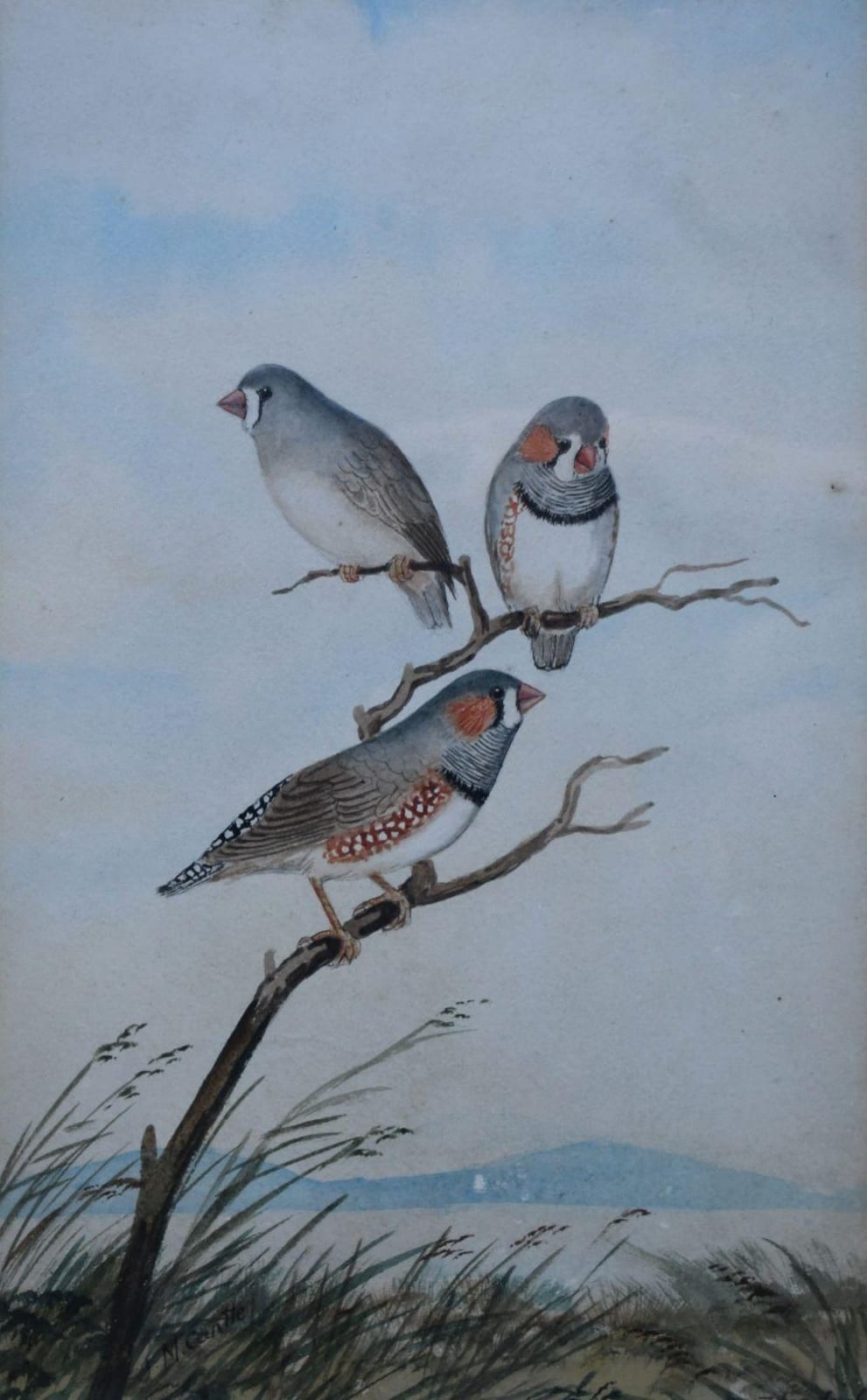 John Mitchell Cantle comparable auction result: john mitchell cantle 1849 1919 zebra finch