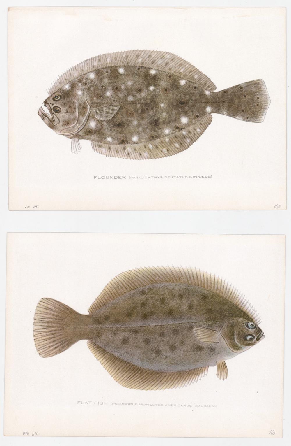 Sherman Denton comparable auction result: sherman denton 2 chromolithographs fish