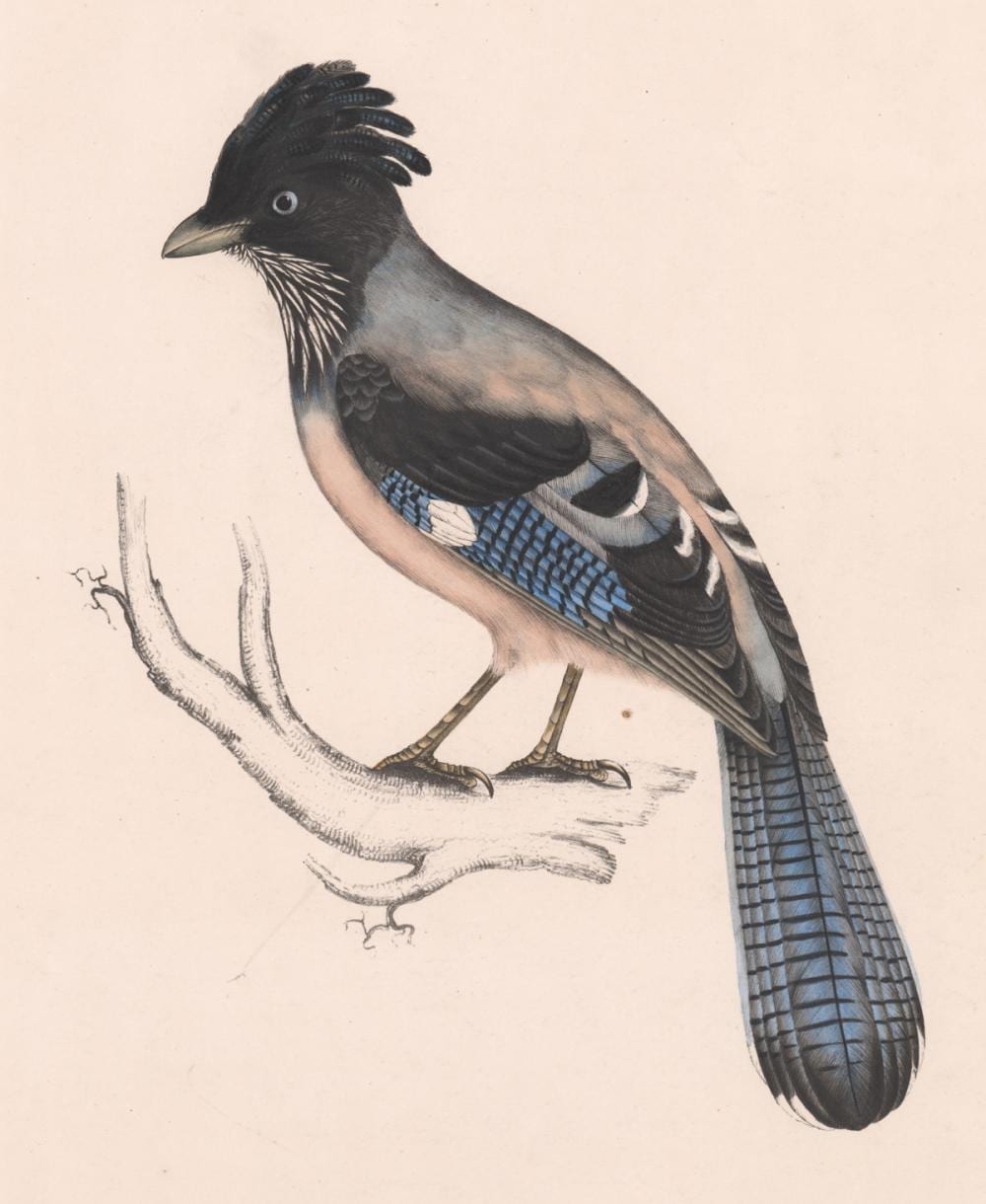 an antique bird print by elizabeth gould · Grant Zahajko Auctions, LLC · 2021-03-11 Elizabeth Gould comparable auction result: an antique bird print by elizabeth gould