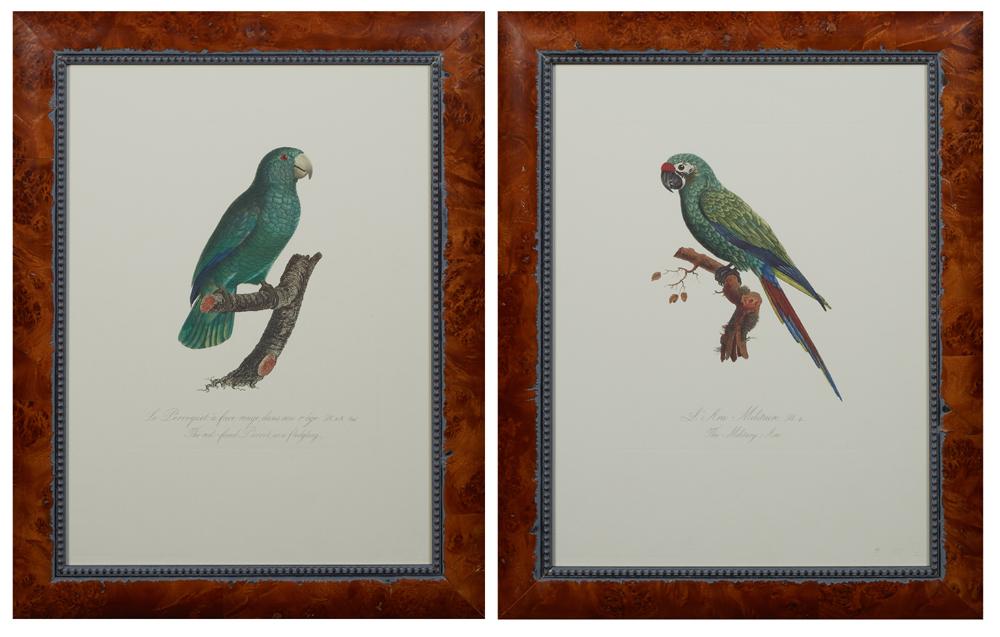 Francois Levaillant comparable auction result: francois levaillant 1753 1824 french l ara militaire and le perruquet a face rouge 20th c pair of colored parrot prints