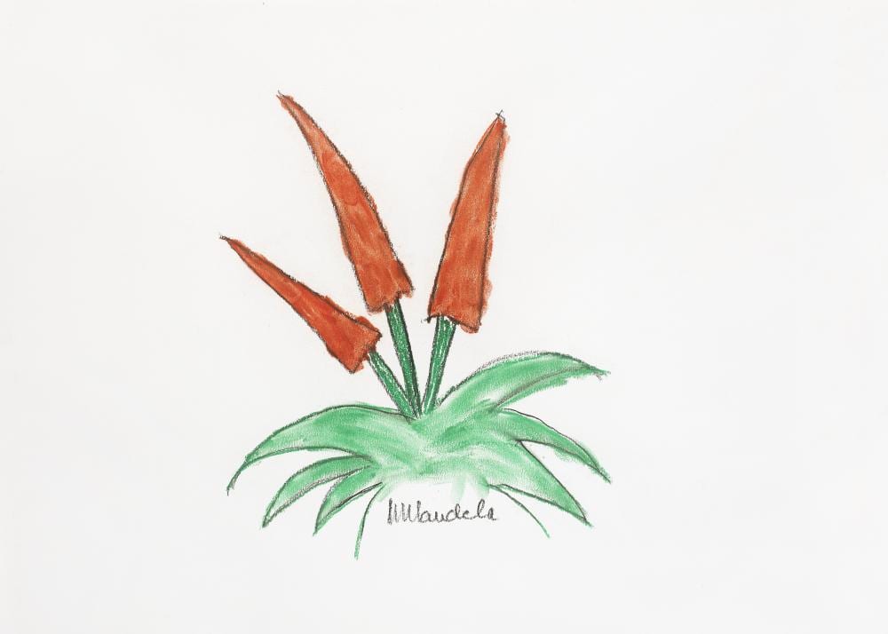 Nelson Rolihlahla Mandela comparable auction result: nelson rolihlahla mandela south african 1918 2013 a cape aloe in flower unframed