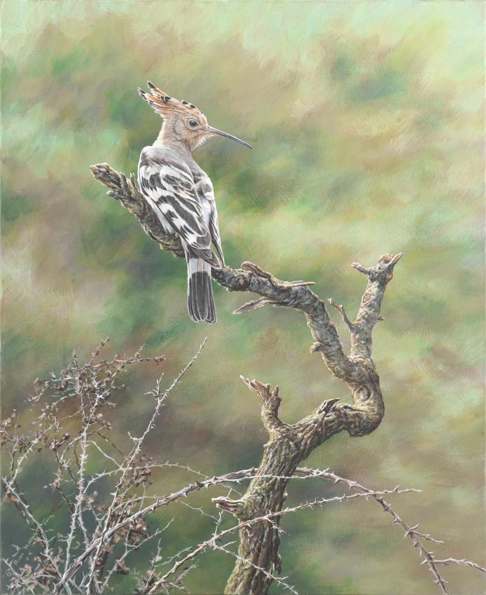 Alan M. Hunt comparable auction result: alan m hunt british born 1947 a hoopoe unframed