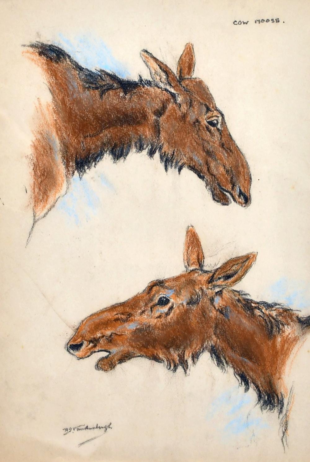 Raymond John Vandenbergh comparable auction result: raymond john vandenbergh 1889 1960 s british cow moose and two other similar on of a coyote and another