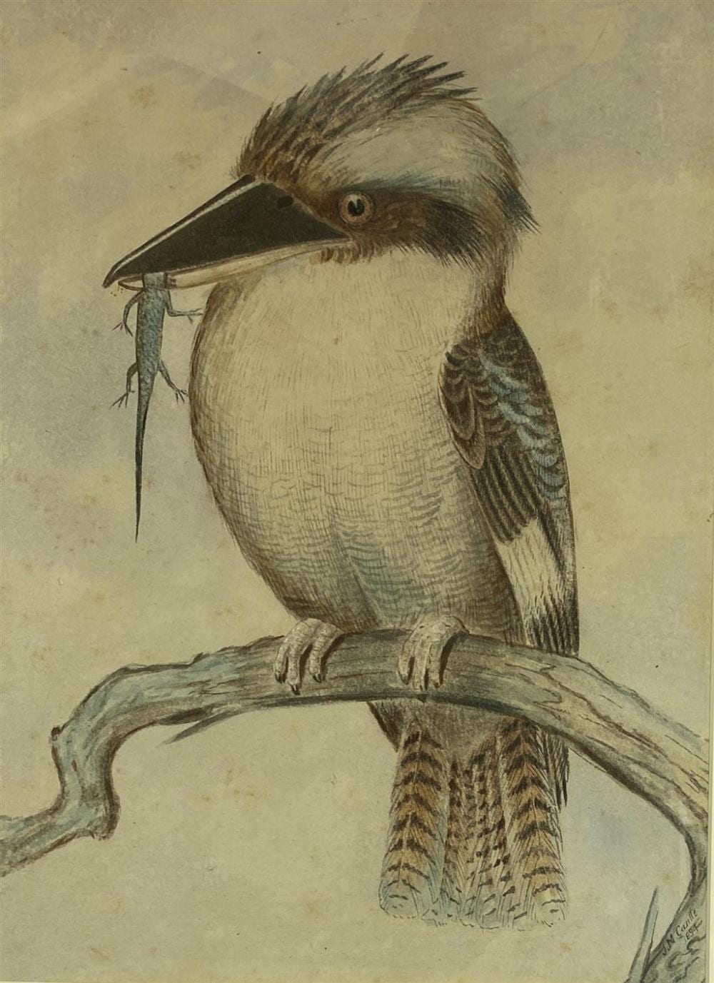 John Mitchell Cantle comparable auction result: john mitchell cantle 1849 1919 kookaburra catch 1894 watercolour