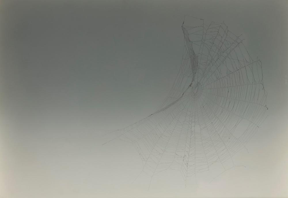 Pae White comparable auction result: pae white n e en 1963 web sampler 108 toile d araign e et peinture en spray sur papier