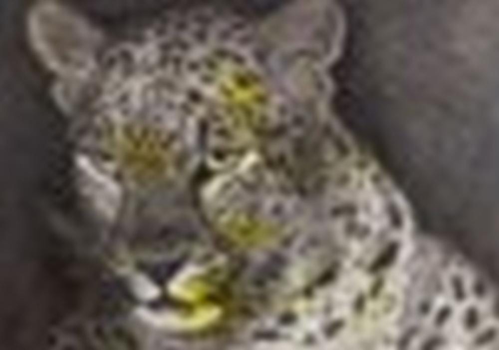 Jirí Georg Dokoupil comparable auction result: jir georg dokoupil b 1954 leopard acrylic and soot on canvas 161 x 113c