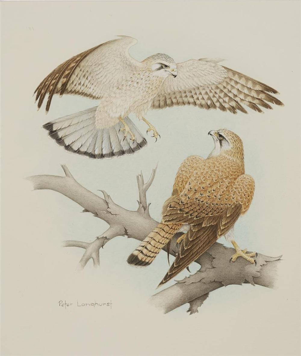 Peter Longhurst comparable auction result: peter longhurst 1922 australian kestrel 1988 watercolour 30 5 x 26 cm frame 52 x 47 x 4 cm signed lower left