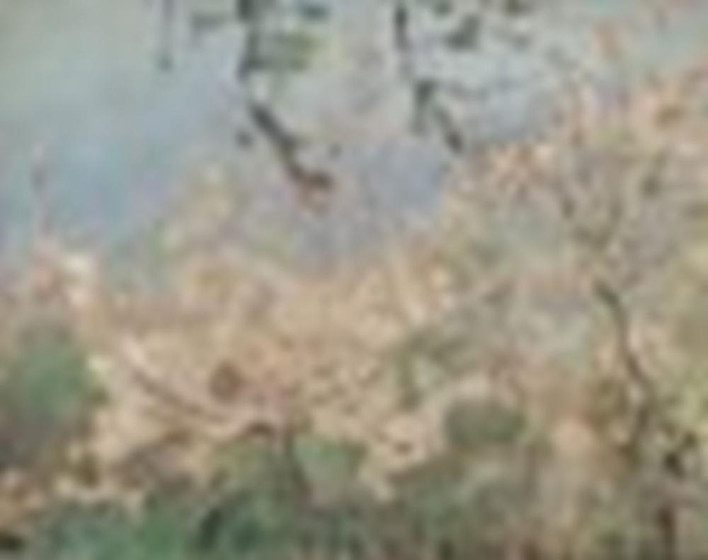 Maria Iakunchikova comparable auction result: maria iakunchikova 1870 1902 trees in bloom and stream in the forest the