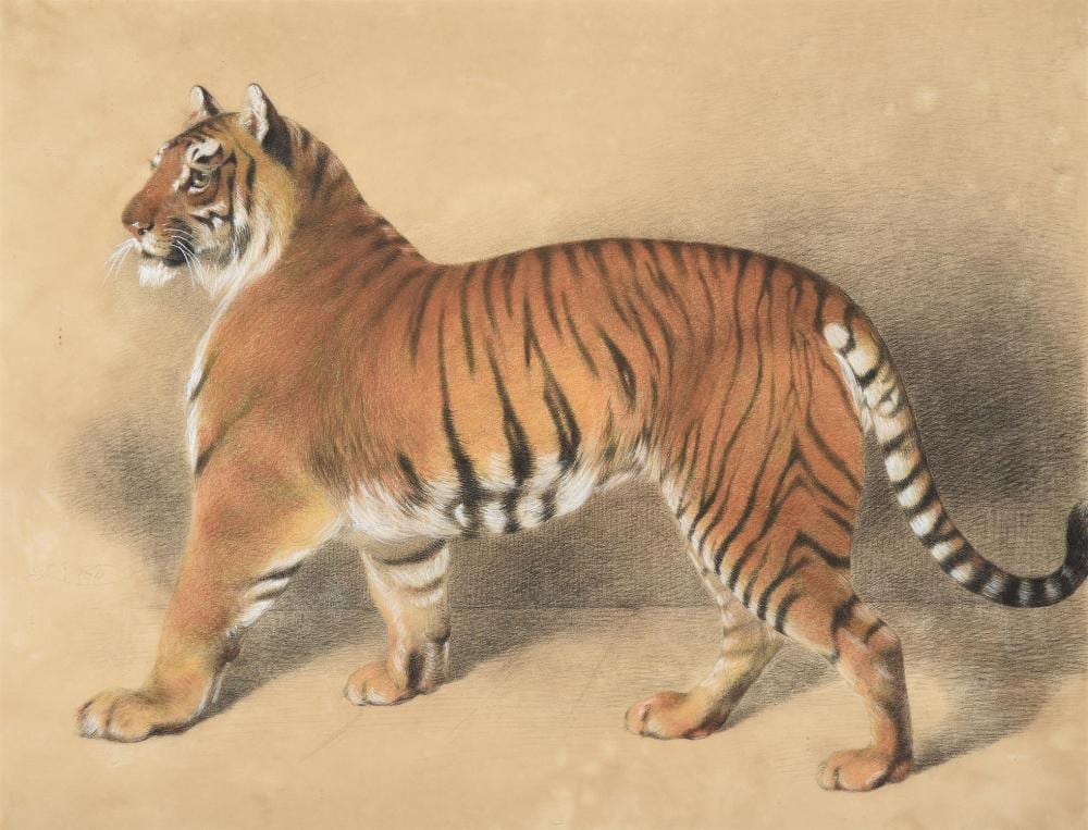 thomas landseer british 1795 1880 a tiger · Dreweatts 1759 Fine Sales · 2021-07-21 Thomas Landseer comparable auction result: thomas landseer british 1795 1880 a tiger
