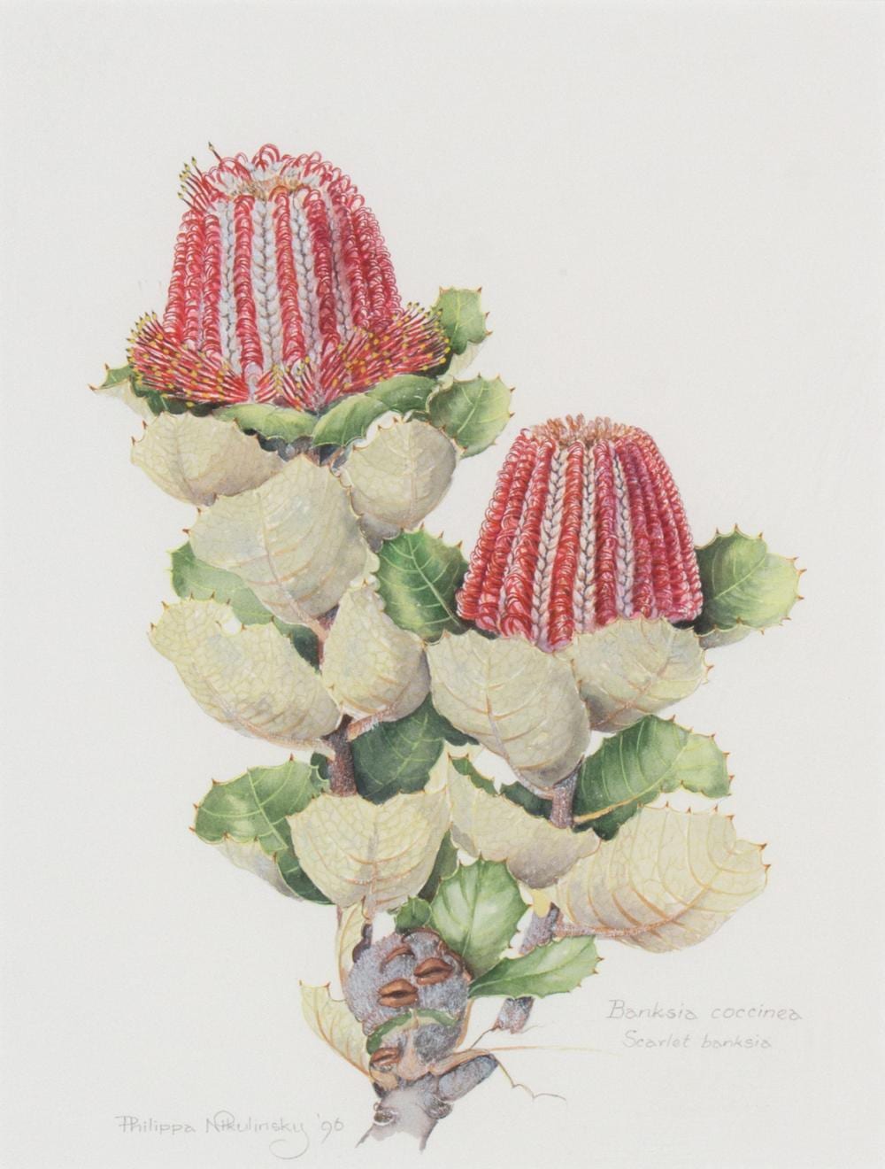 Philippa Nikulinsky comparable auction result: philippa nikulinsky banksia coccinea scarlet banksia