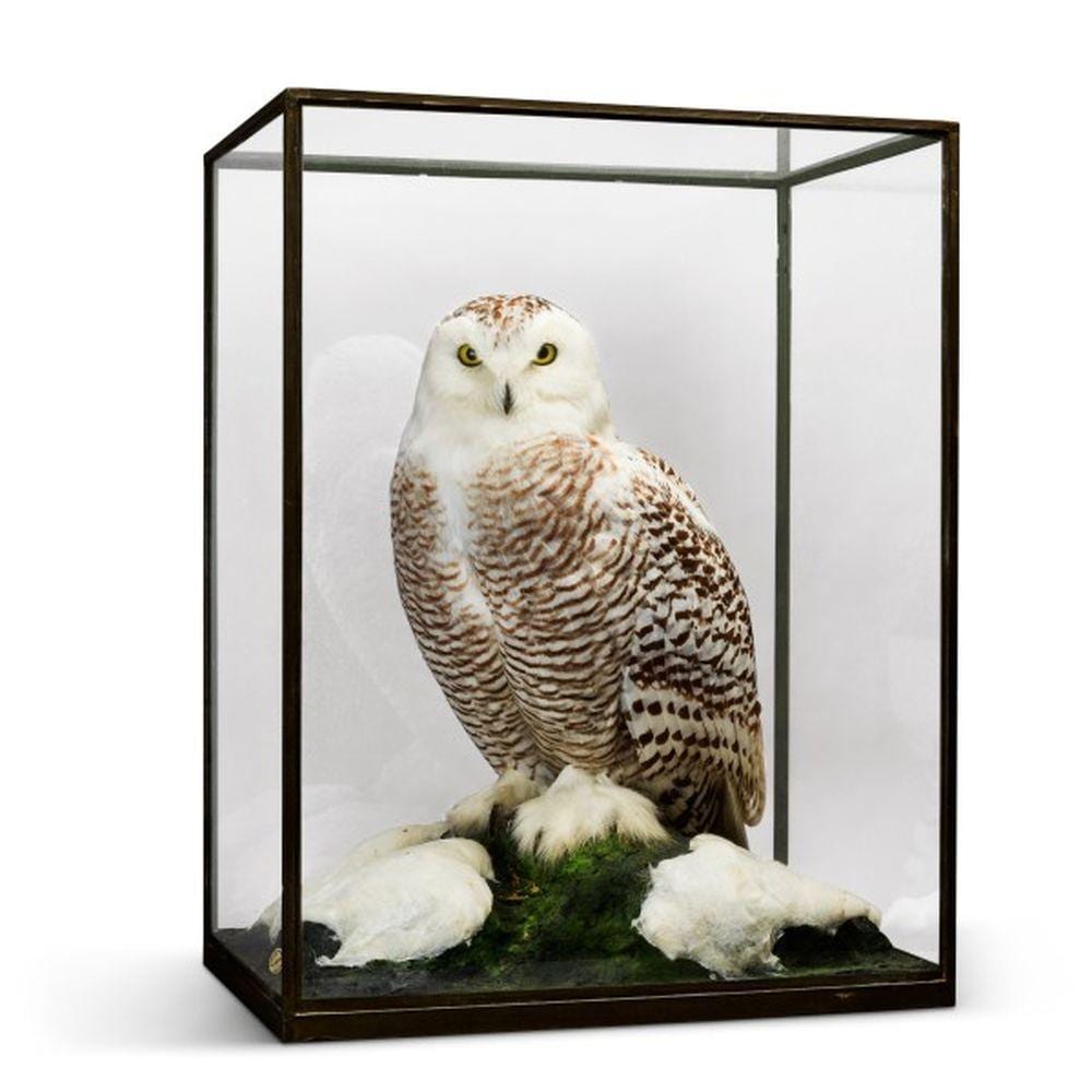 Rowland Ward comparable auction result: rowland ward london 1857 1975 snowy owl