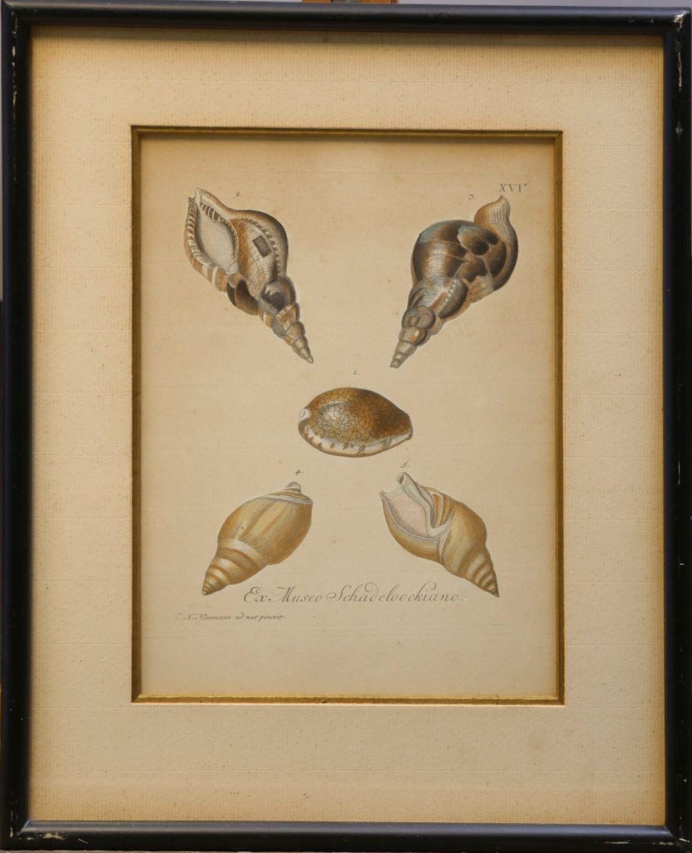 Georg Wolfgang Knorr comparable auction result: georg wolfgang knorr 170