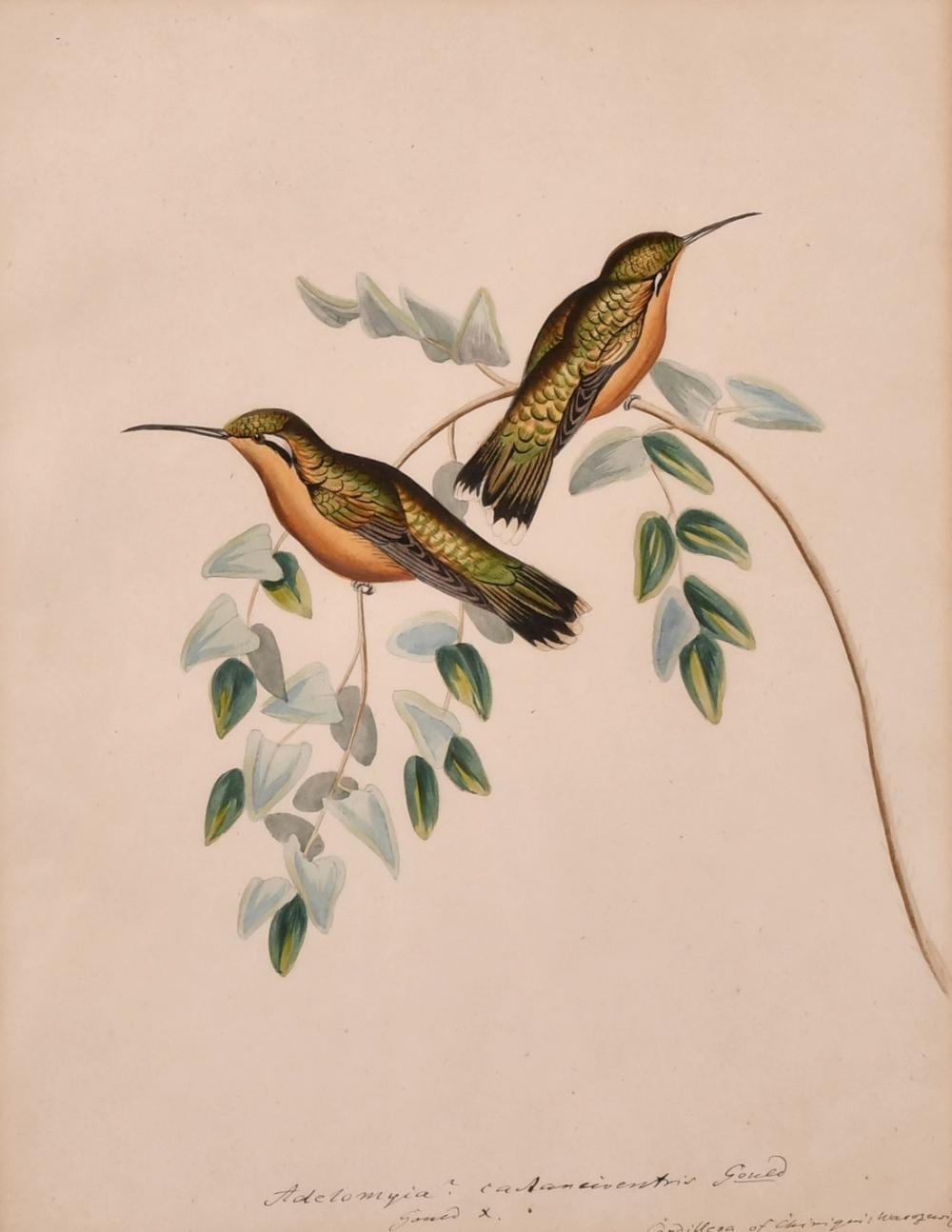 Heinrich Gottlieb Ludwig Reichenbach comparable auction result: heinrich gottlieb ludwig reichenbach 1793 1879 a pair of watercolour scenes of south american hummingbird