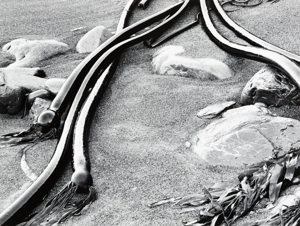Huntington Witherill comparable auction result: huntington witherill kelp and rocks south coast big sur 1978
