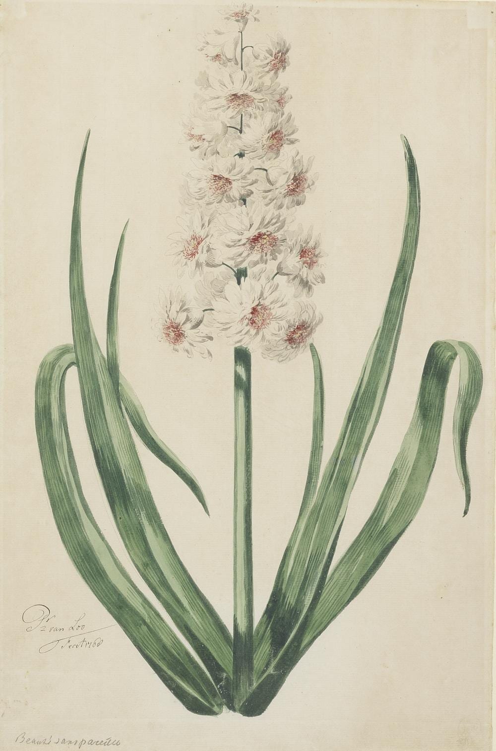 pieter van loo haarlem 1735 1784 hyacinth · Bonhams · 2021-10-26 Pieter van Loo comparable auction result: pieter van loo haarlem 1735 1784 hyacinth
