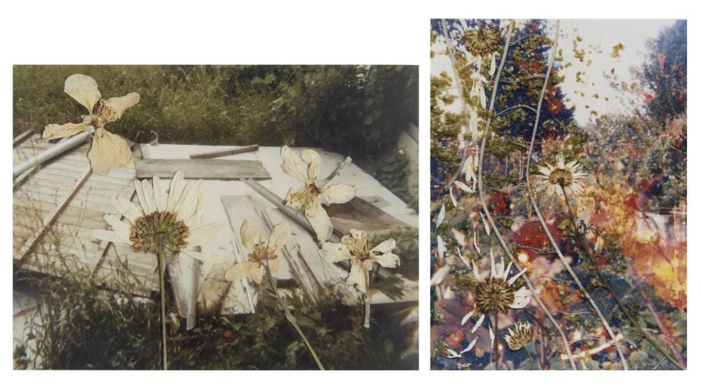 Stephen Gill comparable auction result: stephen gill british b 1971 hackney flowers 2006 two c print on kodak professional endura