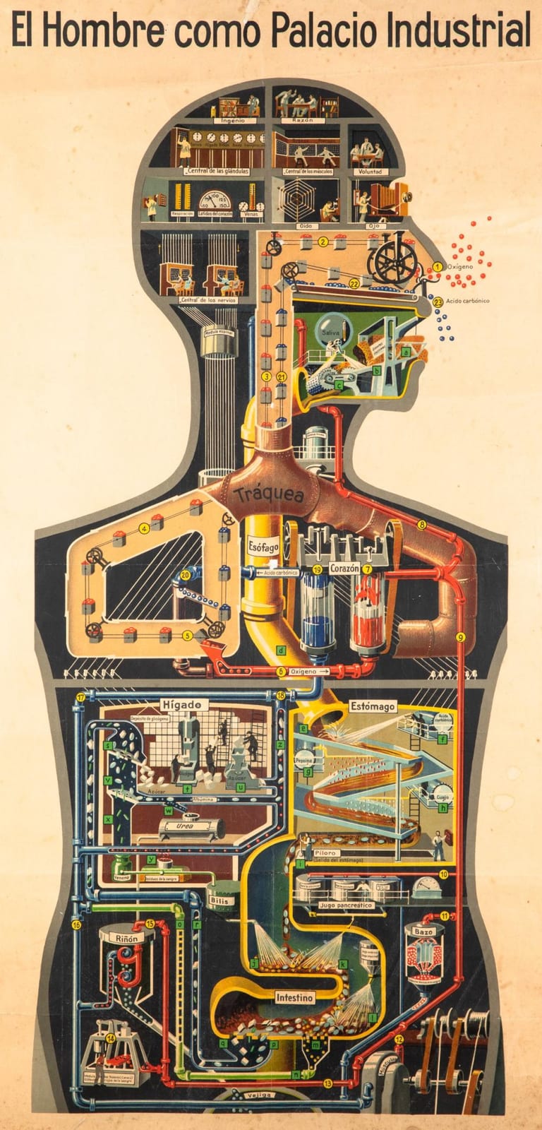 Fritz Kahn comparable auction result: fritz kahn poster the human factory spanish version el hombre como palacio industrial