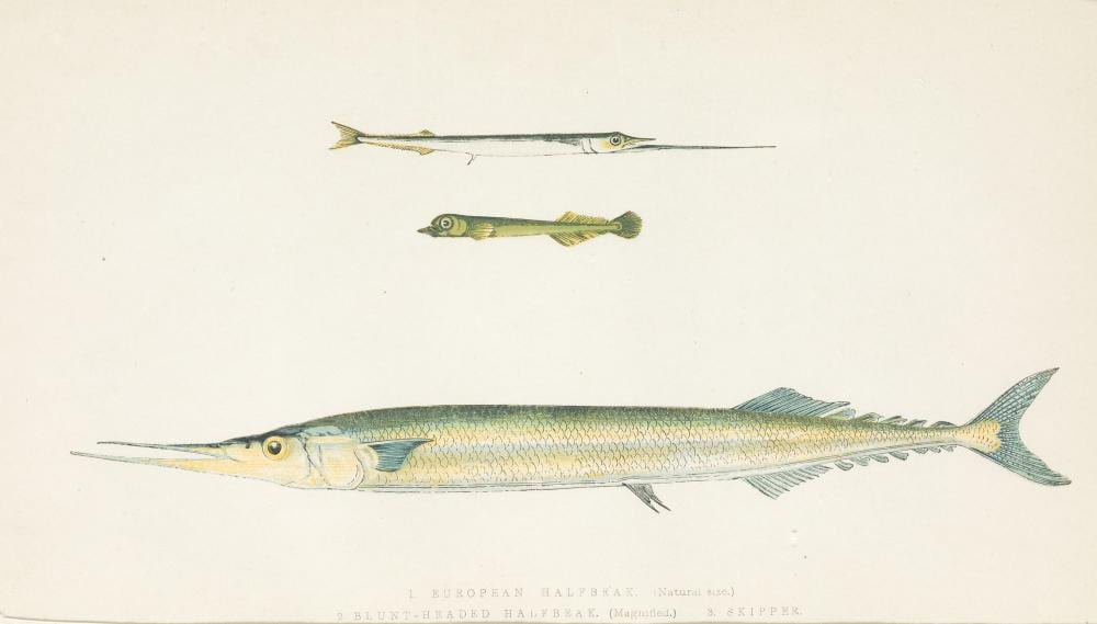jonathan couch 1789 1870 fishes · Ansorena · 2021-12-16 Jonathan Couch comparable auction result: jonathan couch 1789 1870 fishes