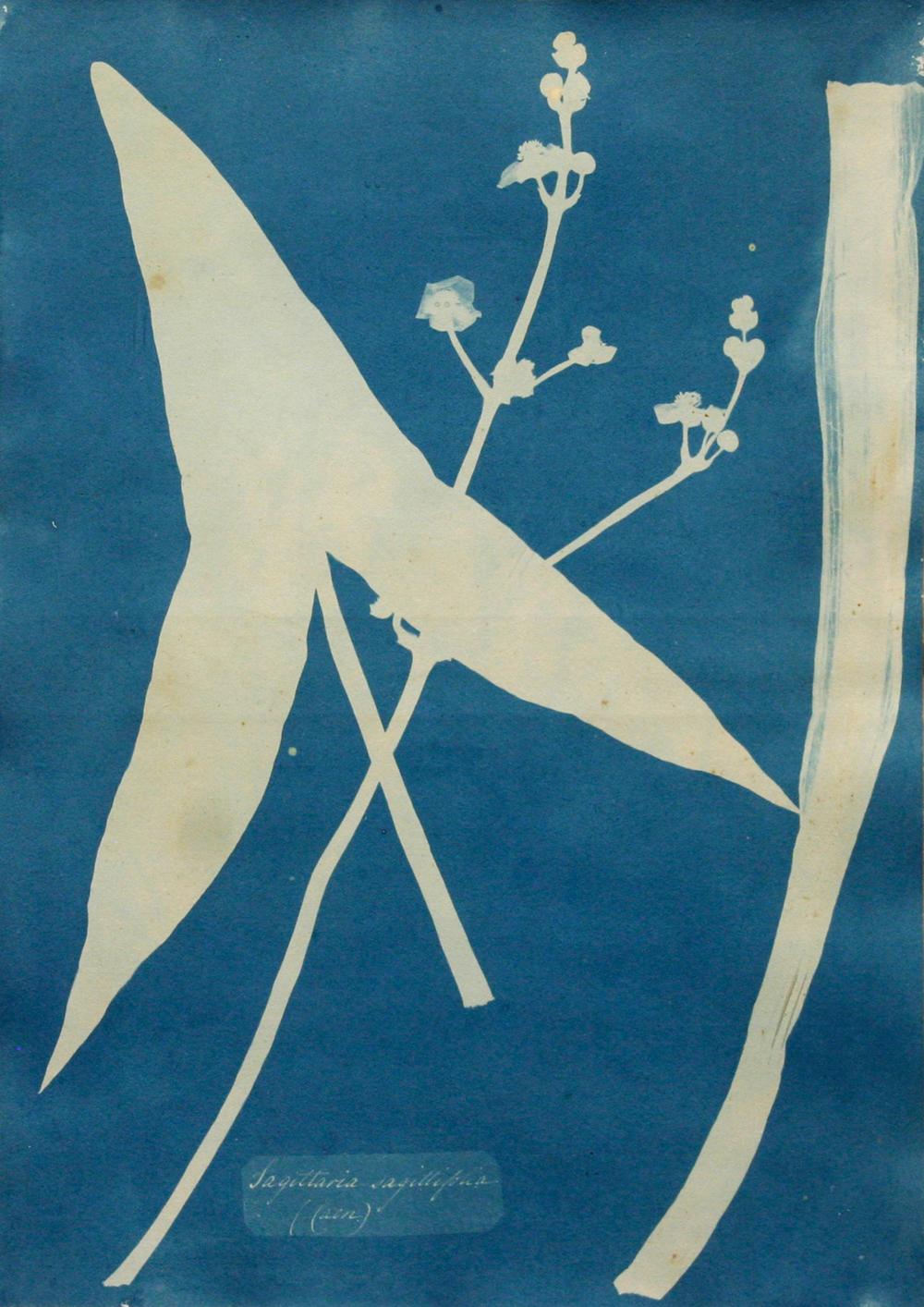 Anna Atkins comparable auction result: anna atkins 1799 1871