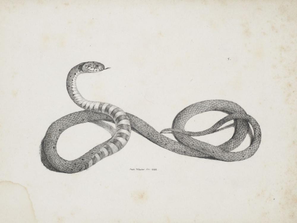 Raphael Winter comparable auction result: raphael wintter oder winter animalcula varia ad naturam lapidi illata suo amico dominic quagl