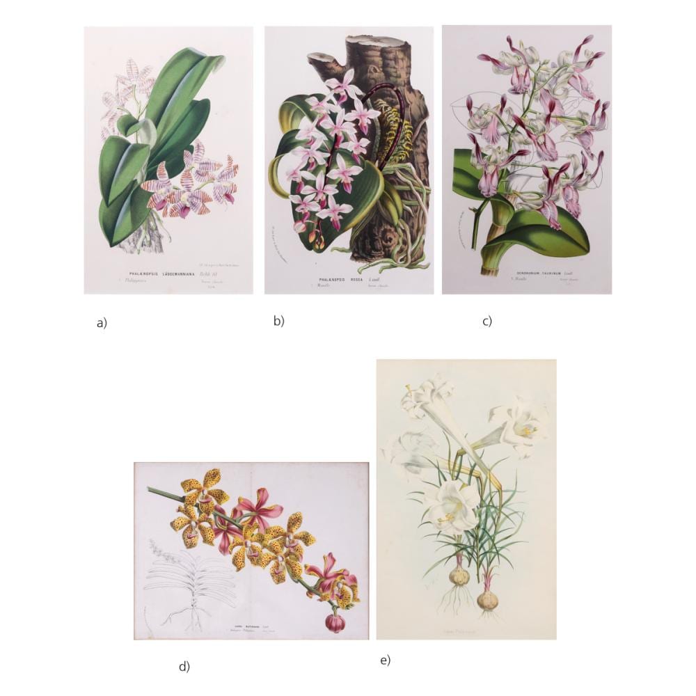 Louis Van Houtte comparable auction result: four coloured lithographs of philippine orchids from louis van houtte
