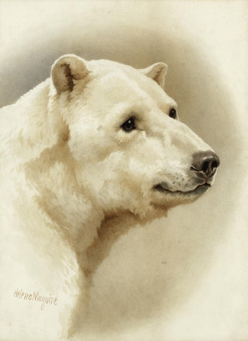 Helena J. Maguire comparable auction result: helena maguire british 1860 1909 study of a polar bear