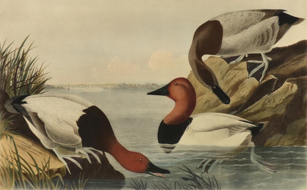after JOHN JAMES AUDUBON (American 1785-1851) A PRINT, "Canvas Backed Duck (Fuligula vallisneria): View of Baltimore," ABBEVILLE EDITION, 1985, sold by Simpson Galleries, LLC, lot 338 — auction record photograph
