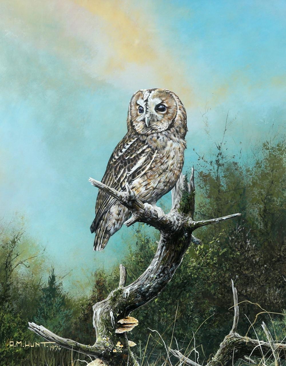 Alan M. Hunt comparable auction result: alan m hunt born 1947 tawny owl signed and dated 1974 lower left goua