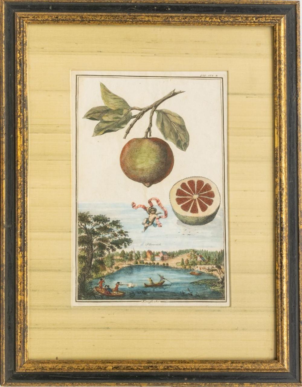 Johann Christoph Volckamer comparable auction result: johann christoph volckamer german 1644 1720 hand colored engraving on laid paper c 1708 1714 h 12 25 w 8 nuremberg hesperides konigsweyher