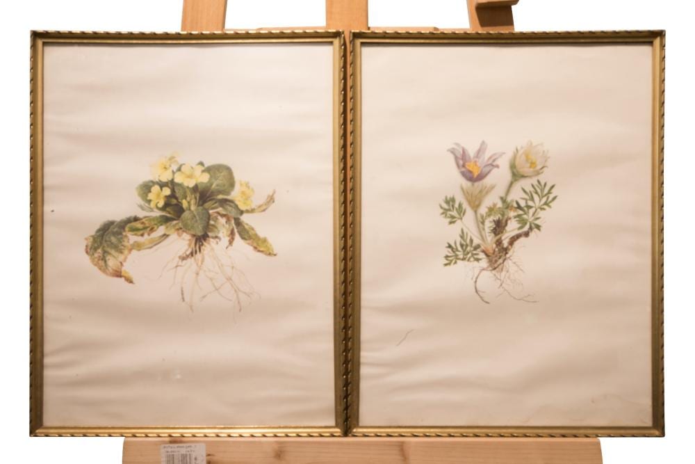 Moritz Michael Daffinger comparable auction result: moritz michael daffinger 1790 1849 two flower paintings moritz michael daffinger 1790 1849 zwei blumenbilder