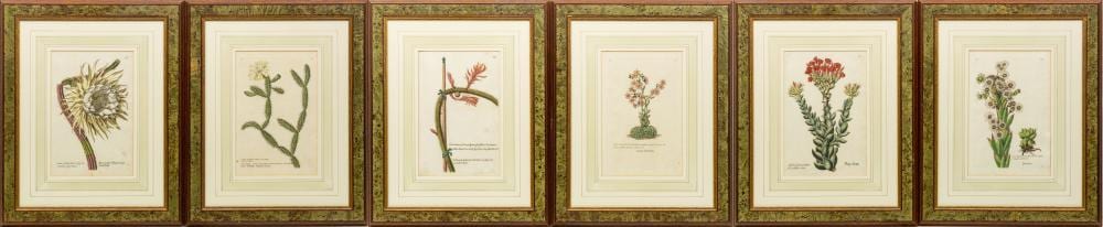 Georg Wolfgang Knorr comparable auction result: georg wolfgang knorr german 1705 1761 hand colored engravings 6 pcs h 11 5 w 7 25 botanicals