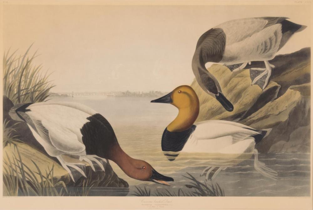 AFTER JOHN JAMES AUDUBON, PRINT sold by O'Gallerie, lot 394 — auction record photograph