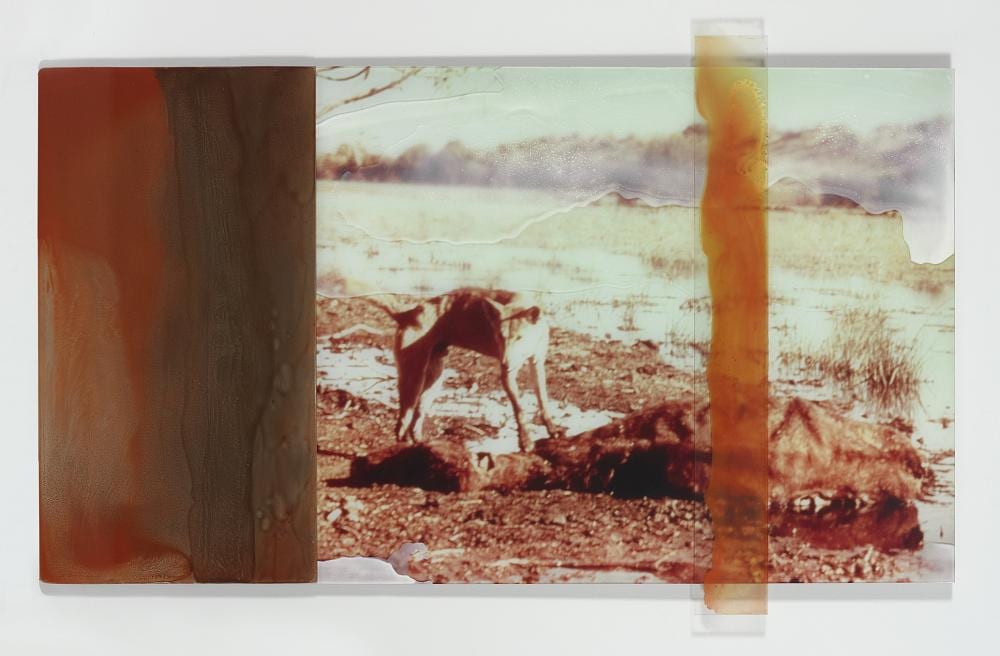 Janet Laurence comparable auction result: janet laurence born 1947 such is life 2003