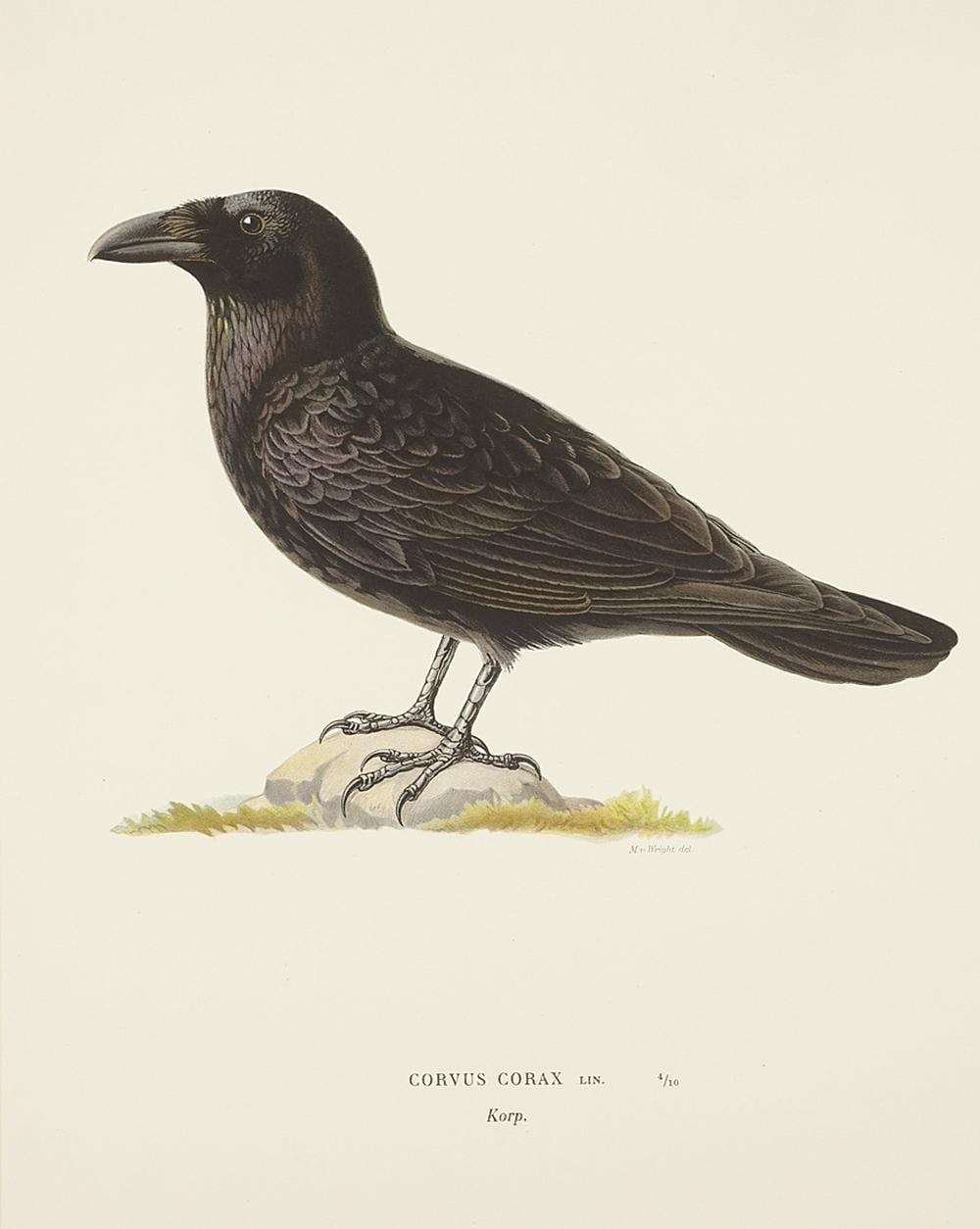 Magnus von Wright comparable auction result: magnus von wright 1805 1868 corvus corax carrion crow